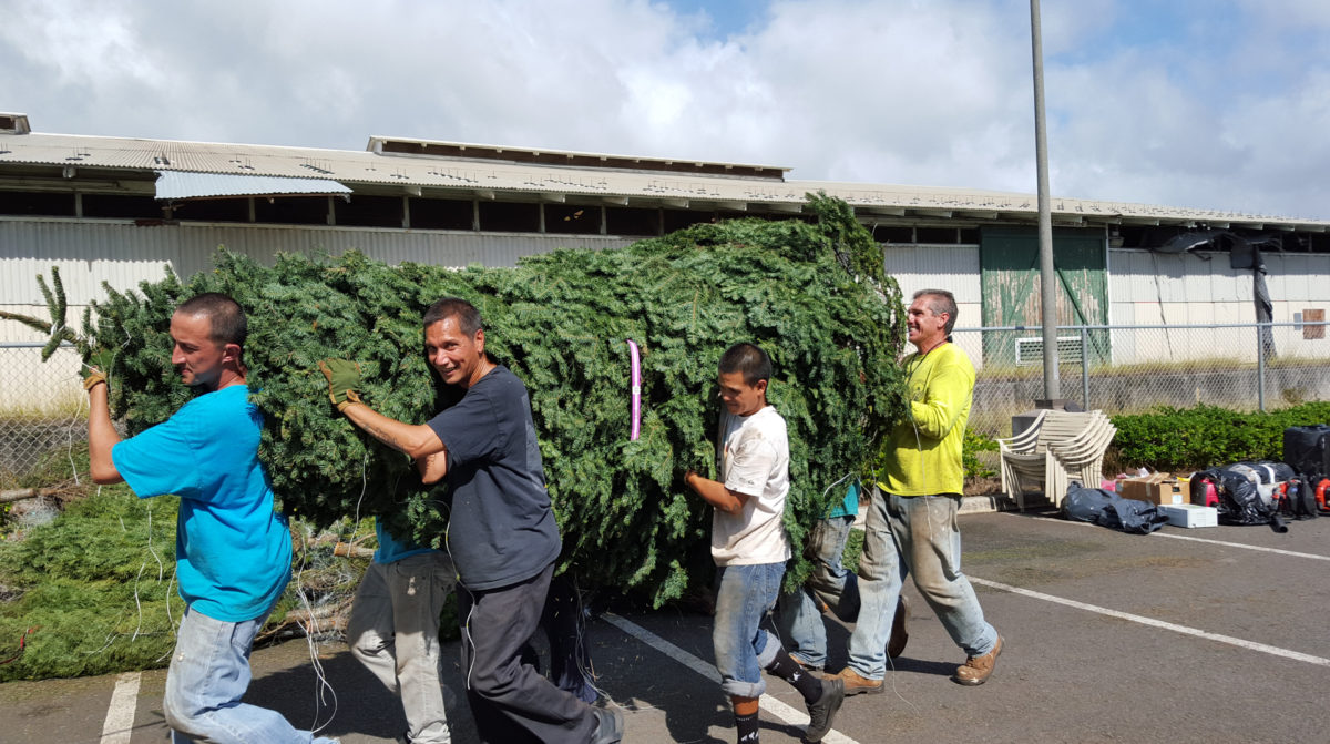 Christmas Tree Habilitat